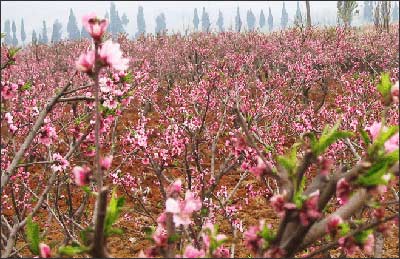 锦囊4：平谷保定——遨游桃花海遨游桃花海