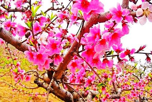 平谷赏花