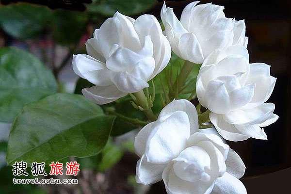 耐严寒的小花